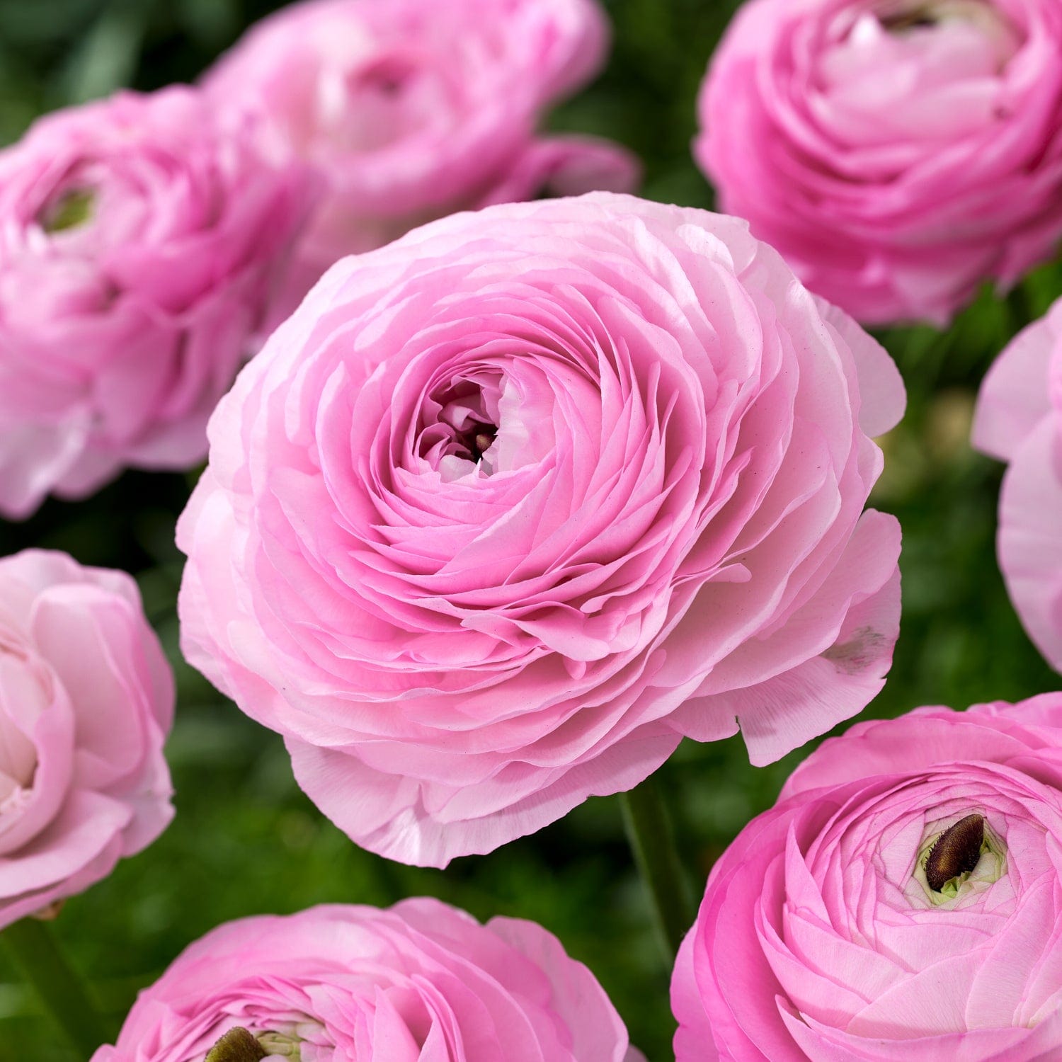 Ranunkel, pink